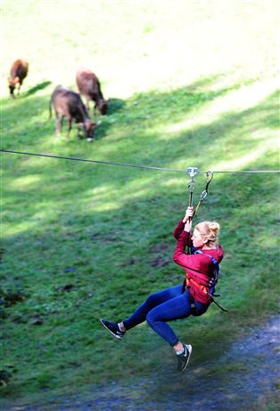 Een vrouw glijdt met een zipline over een groene weide. Op de achtergrond grazen enkele koeien.