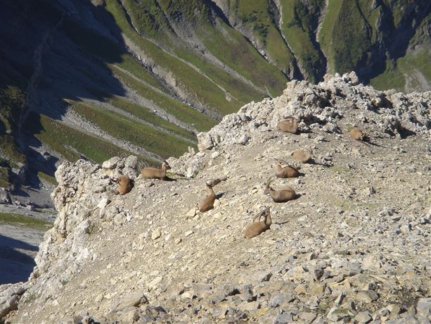 Een groep dieren zit op een rotsachtige helling in de bergen. De omgeving is groen en rotsachtig, met steile hellingen op de achtergrond.