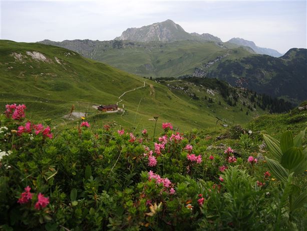 A green mountain landscape with colorful flowers in the foreground. In the background, majestic mountains and a forest can be seen.