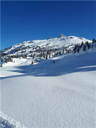 A snowy landscape with gentle hills and a clear, blue sky. Small fir trees are scattered throughout the winter landscape.