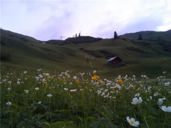 A green meadow full of colorful flowers stretches in the foreground. In the background, gentle hills and a small cottage can be seen.