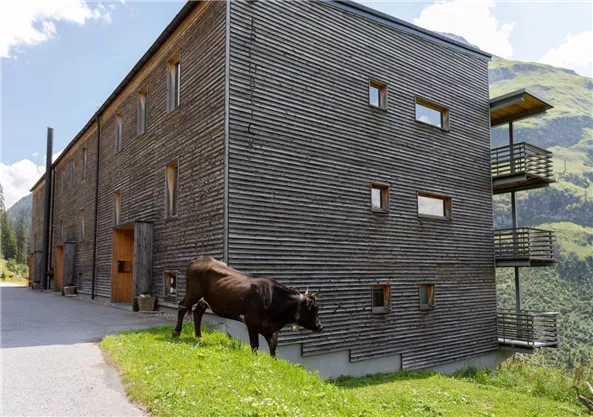 A modern wooden building surrounded by nature and grass. A cow stands peacefully next to the building.